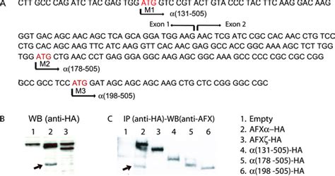 Splice Variants Of The Forkhead Box Protein Afx Exhibit Dominant Negative Activity And Inhibit