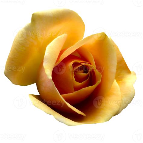 Beautiful Yellow Rose Flower 12996215 Png