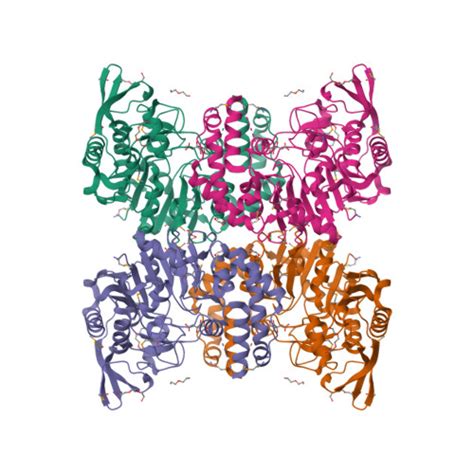 Rcsb Pdb 3r7t Crystal Structure Of Adenylosuccinate Synthetase From Campylobacter Jejuni