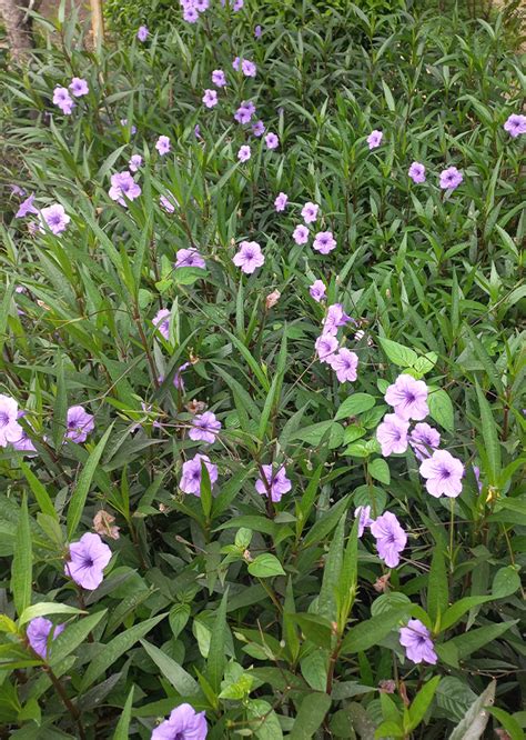 Ruellia Simplex