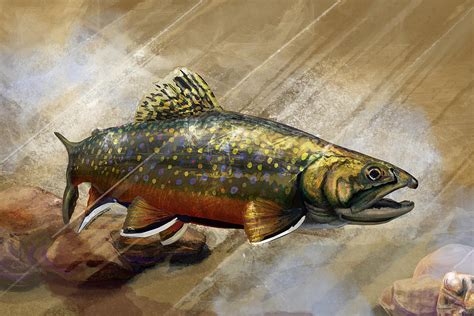 The Native Brook Trout Digital Art By Michael Higgins Fine Art America