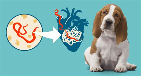 Why Is Heart Worm Treatment In Dogs Such A Long And Drawn Out Process? | Web DVM