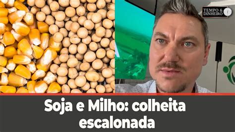 Soja E Milho Colheita Escalonada E O Manejo Adequado Evitam Preju Zos