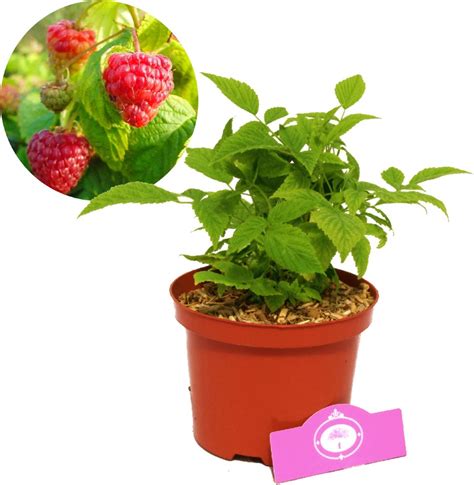 Rubus Idaeus BonBonBerry Yummy Compacte Framboos Niet Woekerend