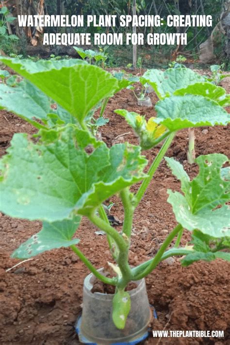 Watermelon Plant Spacing: Optimal Growth Guidelines