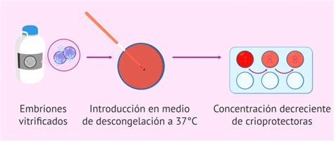 Transferencia De Embriones Congelados Cu L Es La Tasa De Xito