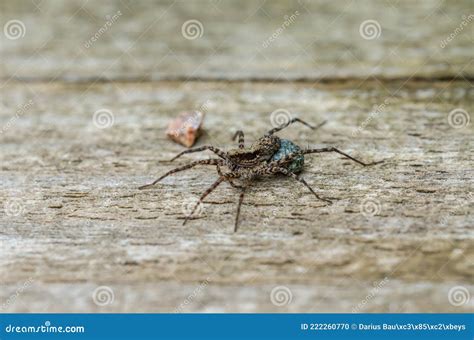 Wolf Spider with Eggs on Wood Stock Photo - Image of hairy, animal ...