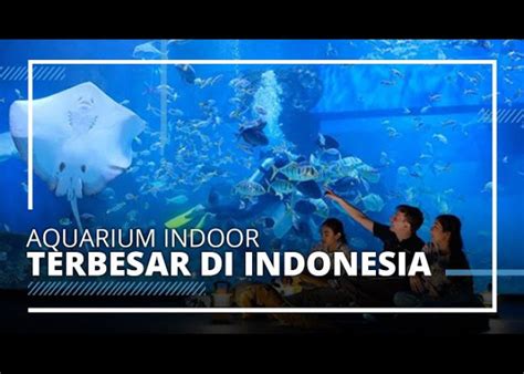 Berita Terbaru Hari Ini Aquarium Terbesar Di Indonesia