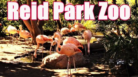 Reid Park Zoo Update - Arizona Bilingual News