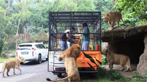 Liburan Ke Tempat Wisata Bogor Wahana Di Taman Safari Ini Tak Boleh