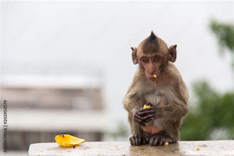 baby monkey sitting and eating banana on the concrete cement. Stock ...