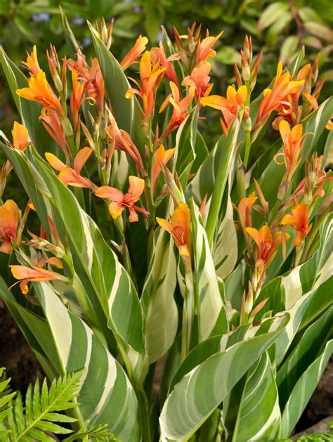 Canna tall striped 'Striata' (Ships in Spring) Canna from ADR Bulbs