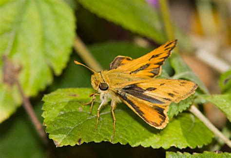 Fiery Skipper Hylephila Phyleus