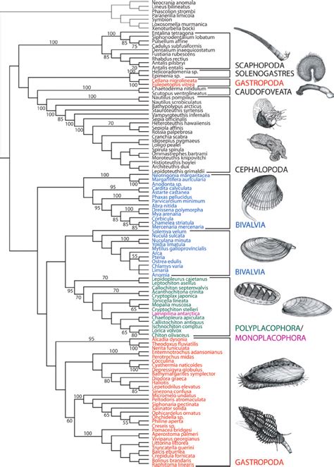 Phylum Mollusca Tree