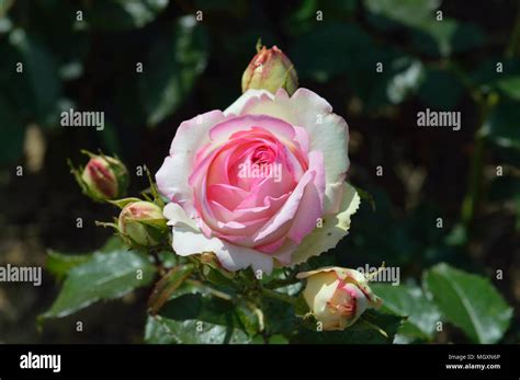 Rose Eden Rose Stock Photo Alamy