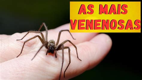 Aranhas Mais Venenosas Quais Aranhas S O Realmente Perigosas Onde