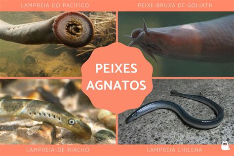 Peixes Agnatos Ou Sem Mand Bula Caracter Sticas E Exemplos Fotos