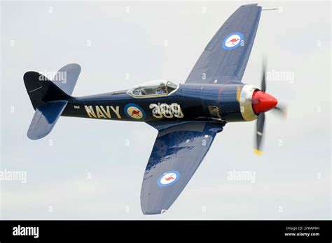 Hawker Sea Fury FB.10 Second World War fighter plane flying at an ...