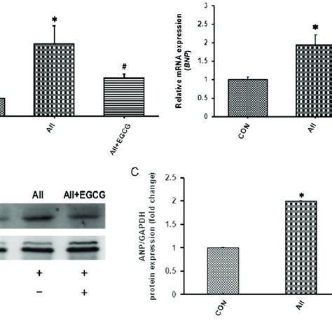 Aii Increases The Expression Levels Of Anp And Bnp A Anp And Bnp Mrna