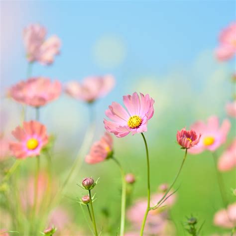 Summer Flower Landscape Wallpapers - 4k, HD Summer Flower Landscape ...