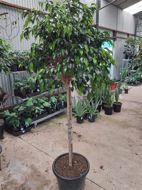 Ficus Benjamina ‘ebony Fig Standard 90cm 400mm Camden Nurseries