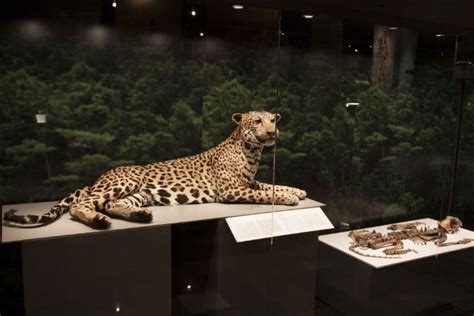 El Museo Del Templo Mayor Reabre Su Sala 6 Dedicada A La Flora Y Fauna