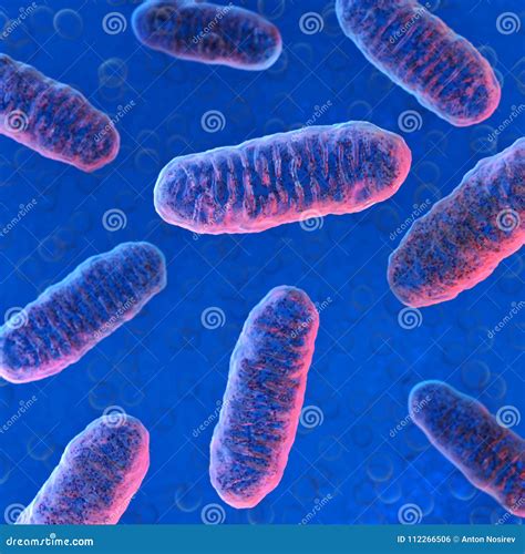 Cellular Organelle Mitochondria. Stock Illustration - Illustration of tables, blank: 112266506