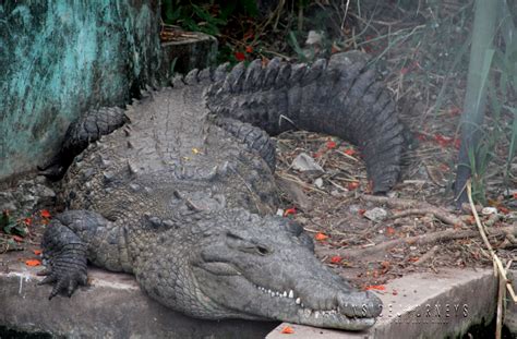 A Few Photos from Hope Zoo Jamaica | InsideJourneys