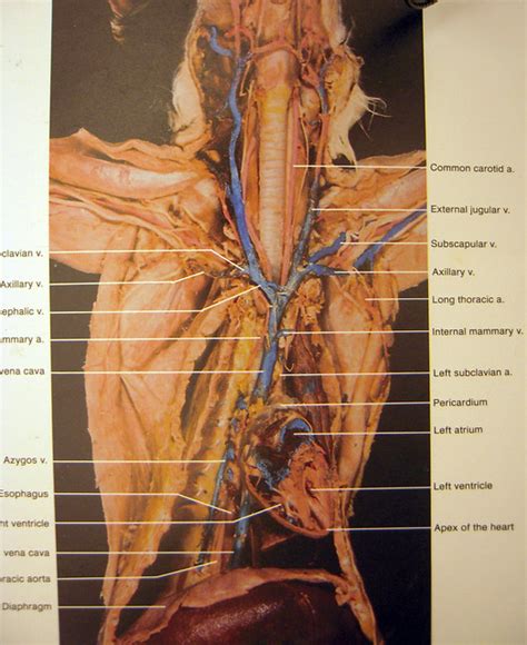 Cat Dissection Diagram