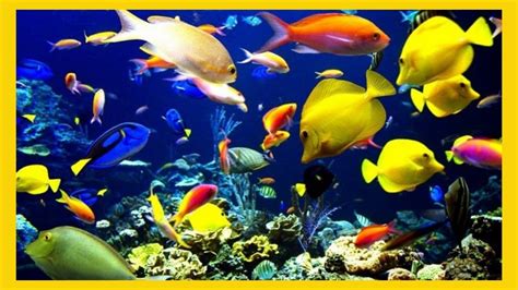 Os Peixes Mais Bonitos E Coloridos Do Mundo Para Aquario Top Peixes