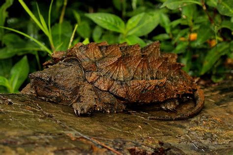 Macrochelys Temminckii Reptile Sheet