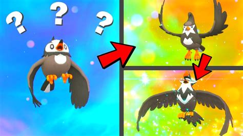 Staravia Evolution Chart