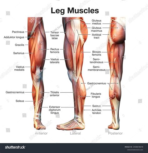 241,818 Leg Muscle Images, Stock Photos, and Vectors | Shutterstock