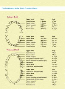 Tooth Eruption Chart | amulette