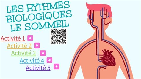 CAP séance 2 les rythmes biologiques