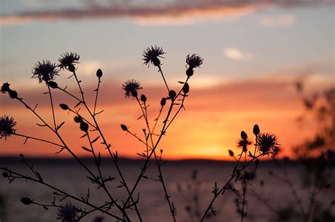 Thistle Plant Field Sunset Dark Hd Wallpaper Peakpx