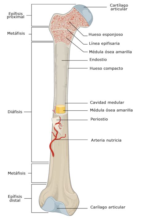 Hueso largo Anatomía 2