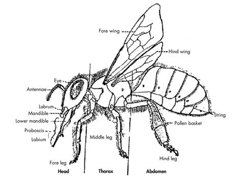 Worker Honey Bee Drawing