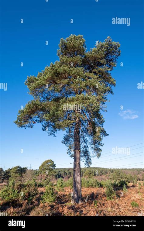 A single scots pine tree (Pinus sylvestris) against blue sky, Barossa Common, Surrey, England ...