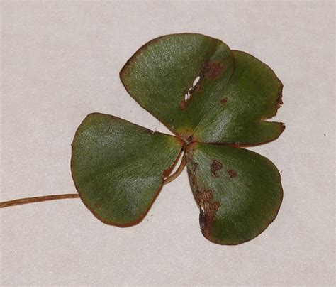 Marsilea quadrifolia (Marsileaceae) image 24227 at PlantSystematics.org