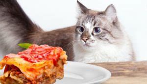 Can Cats Eat Lasagna? - Tuxedo Cat