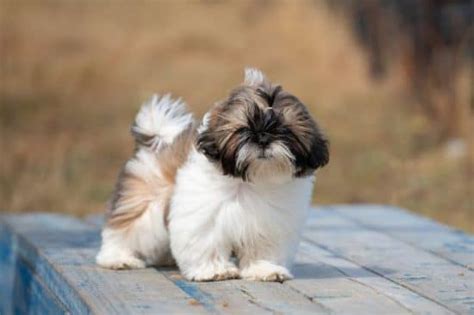 Cuidados Esenciales Para Un Cachorro Shih Tzu Todo Lo Que Necesitas Saber