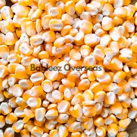 Dry 9144 Yellow Maize Grade A High In Protein At Rs 28 Kg In Indore