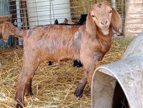 Boer Goats For Sale In Missouri From Dreamers Farm