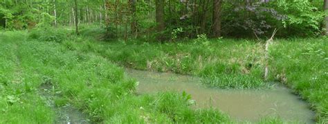 Bäche Tümpel Moore Wassermanagement im Wald