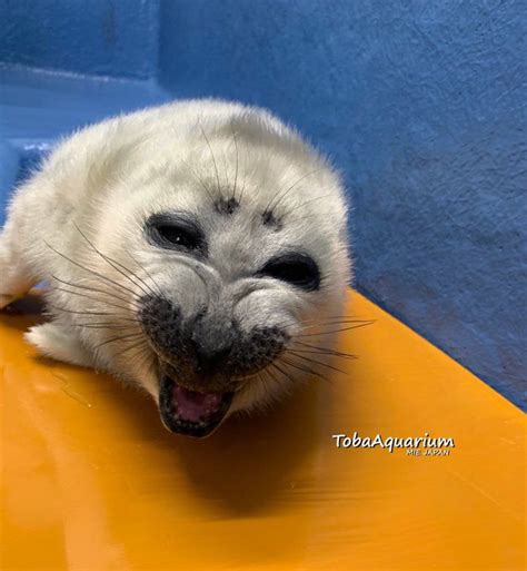 pin  melokaji  seals silly animals cute animals puppies