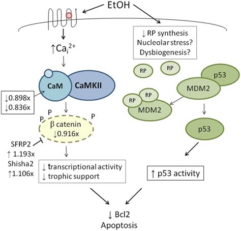 Integration Of Genetic Findings With Known Ethanol Induced Signals In