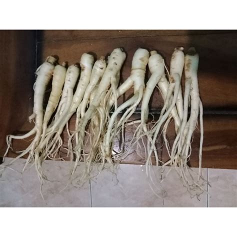 Jual Paket 10 Ginseng Merah Koreanukuran Sedang Shopee Indonesia