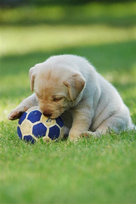 Playing labrador stock image. Image of yellow, puppies - 1306053