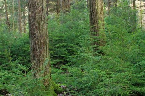 Free Images Tree Nature Wilderness Branch Winter Hiking Leaf